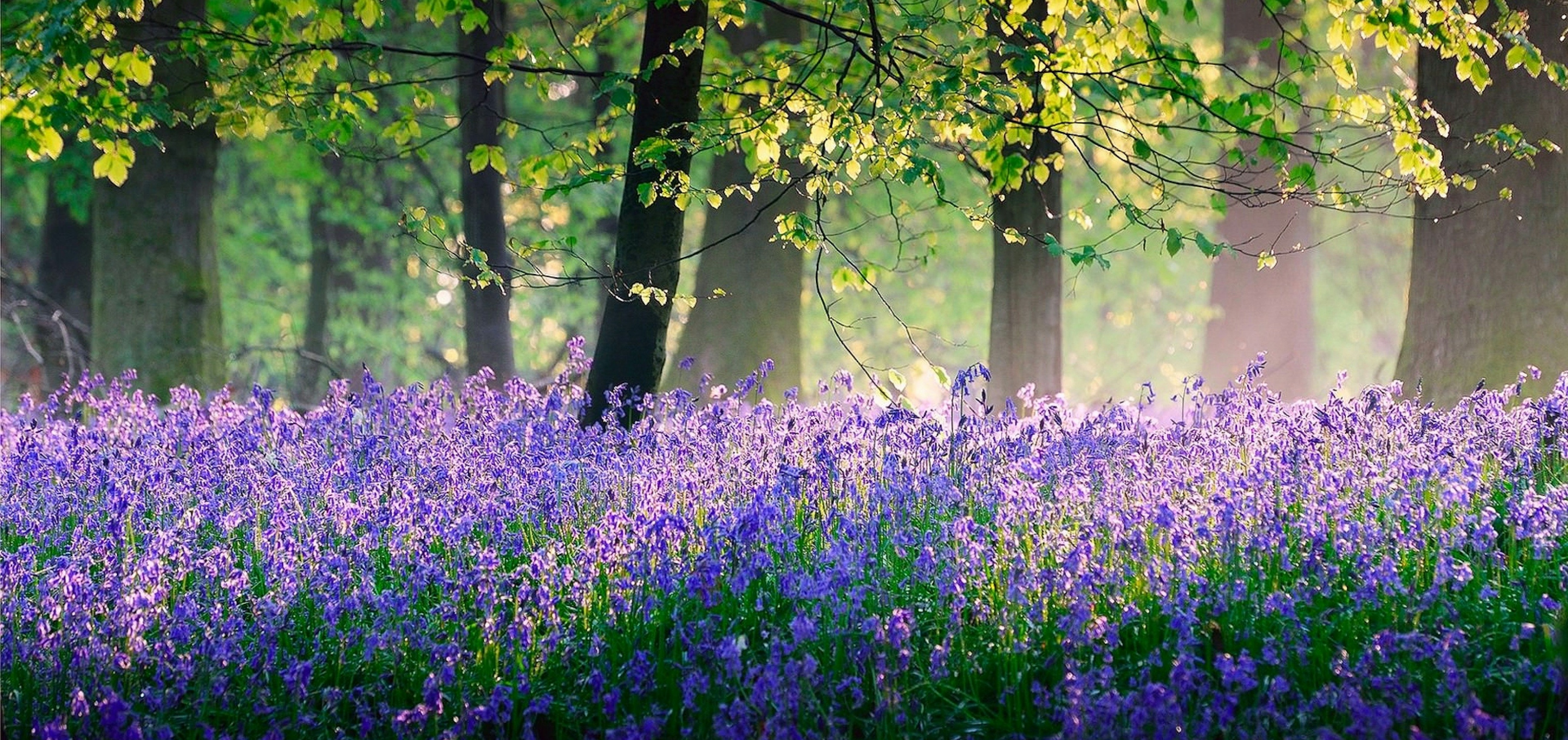 Bright meadow of purple Lavender under a canopy of trees