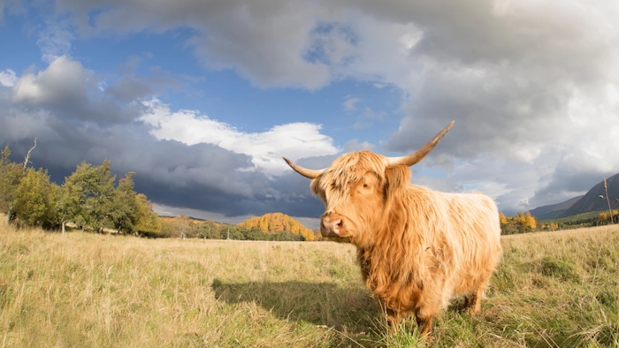 Highland cow grazing