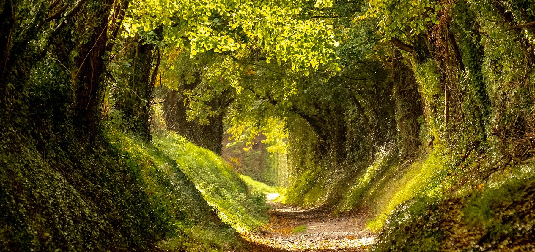 Tree Tunnels