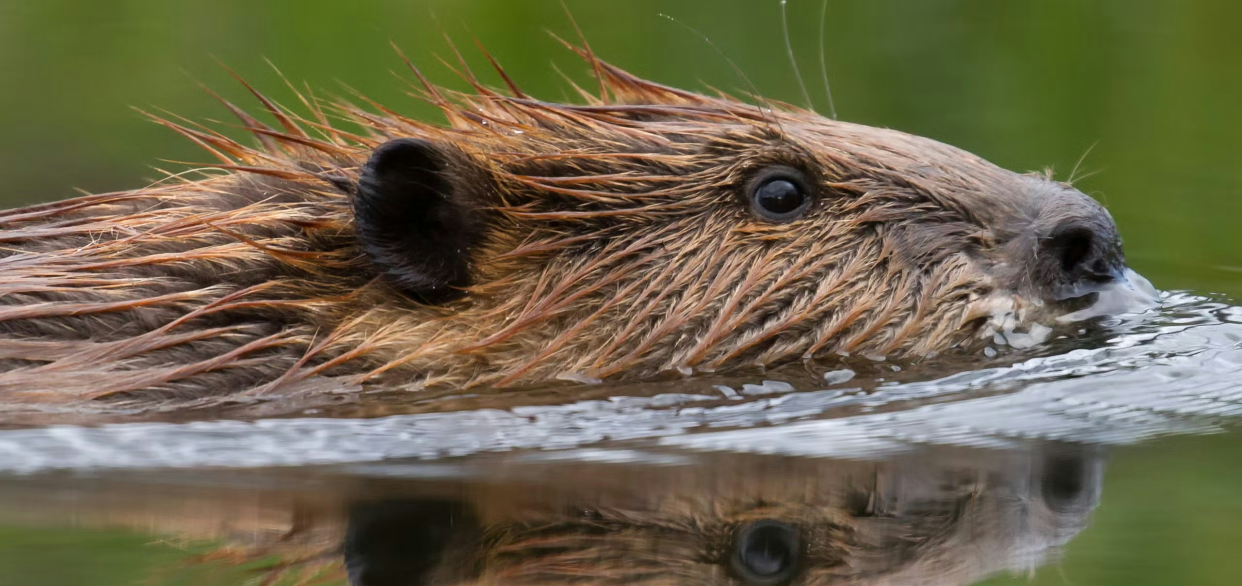 beaver in water
