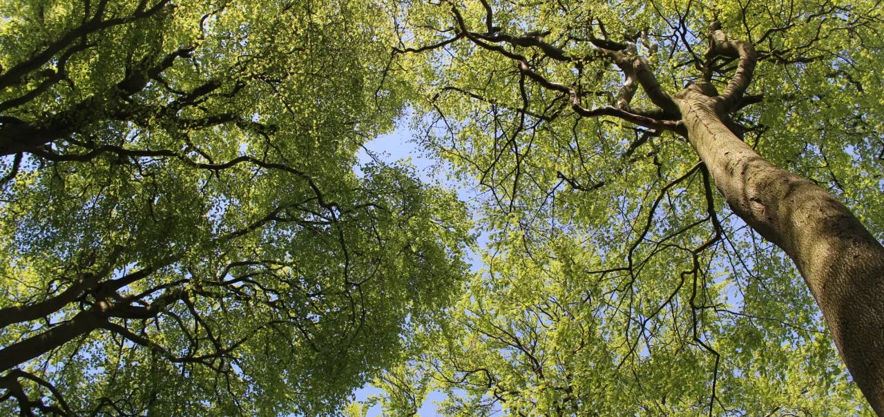 Tree canopy
