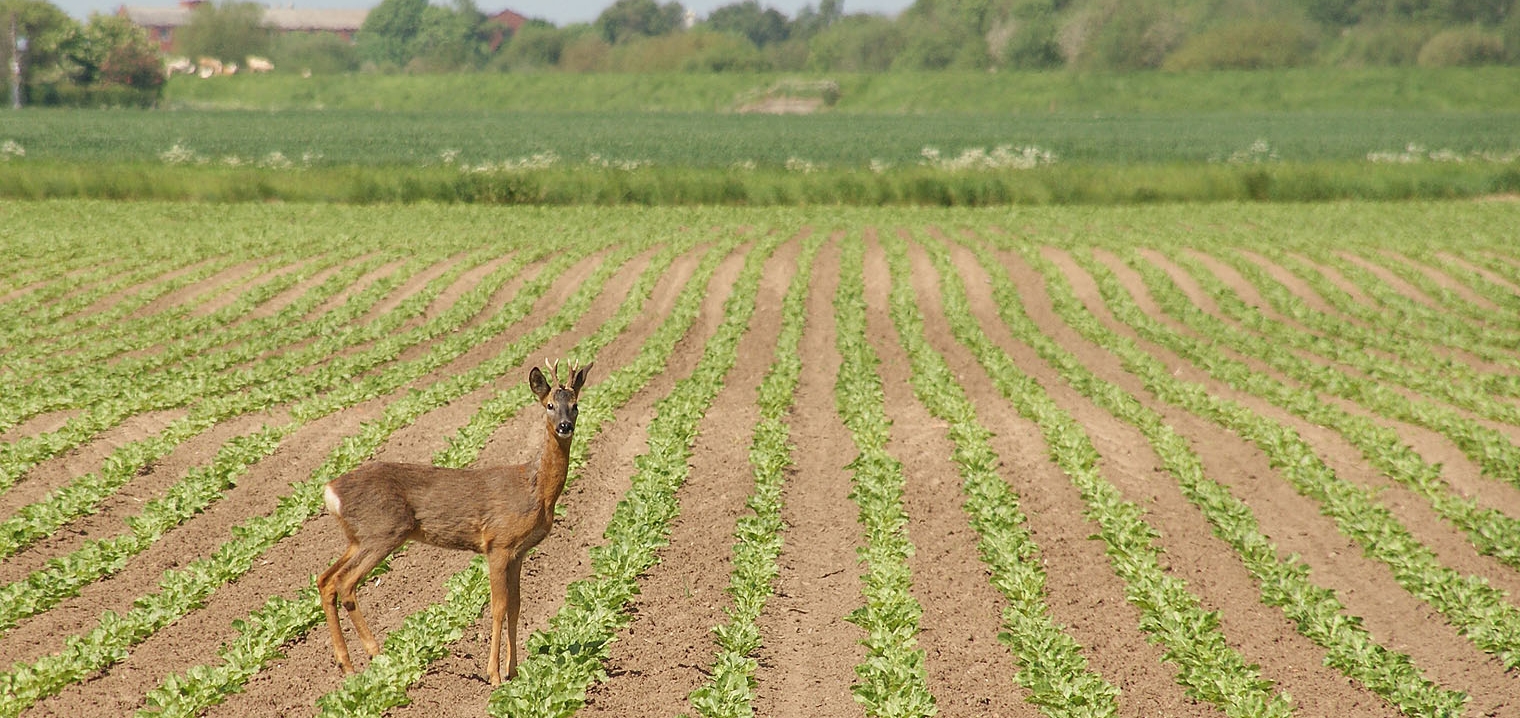Roe deer