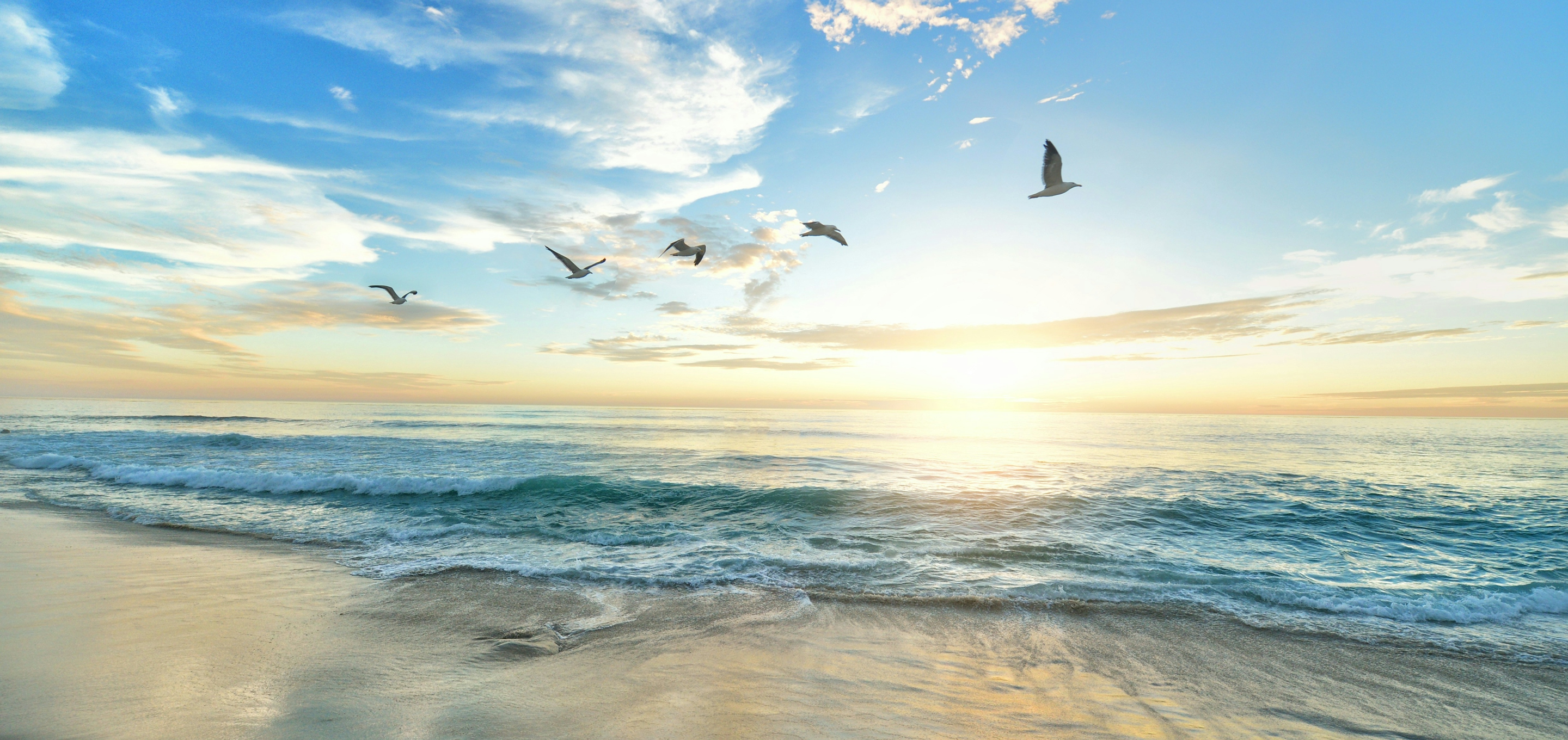 birds flying over the shoreline