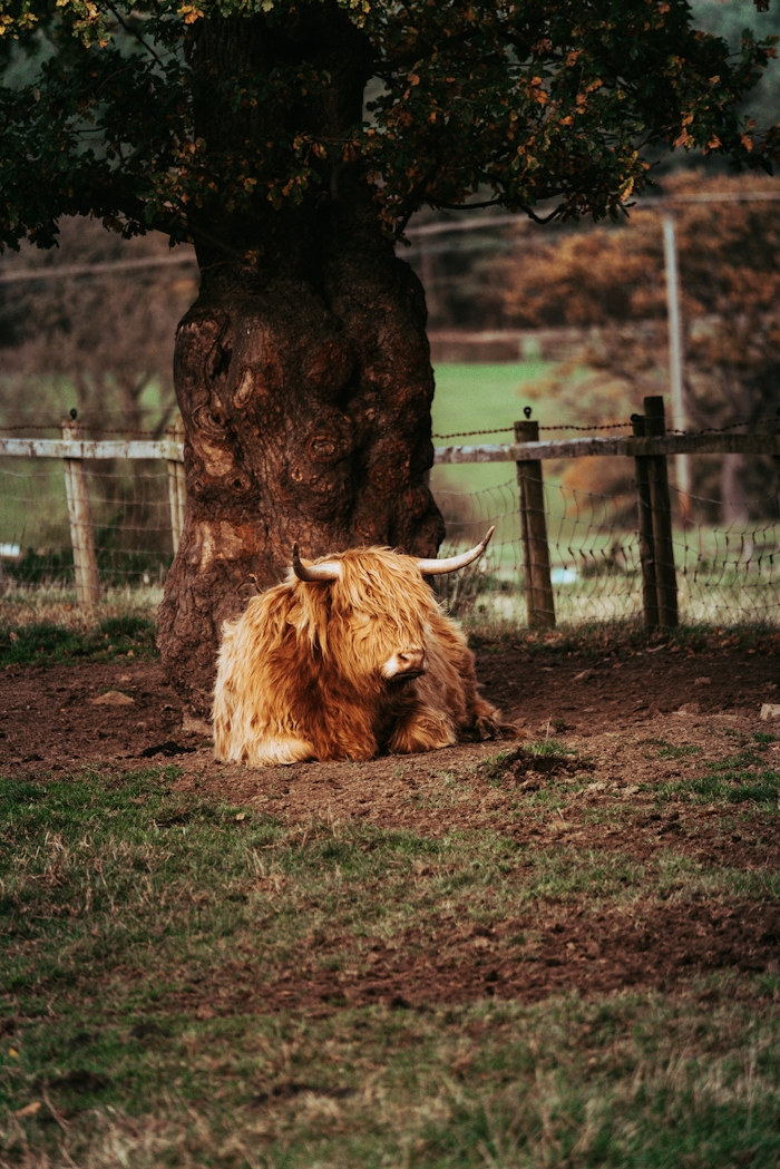 highland cow