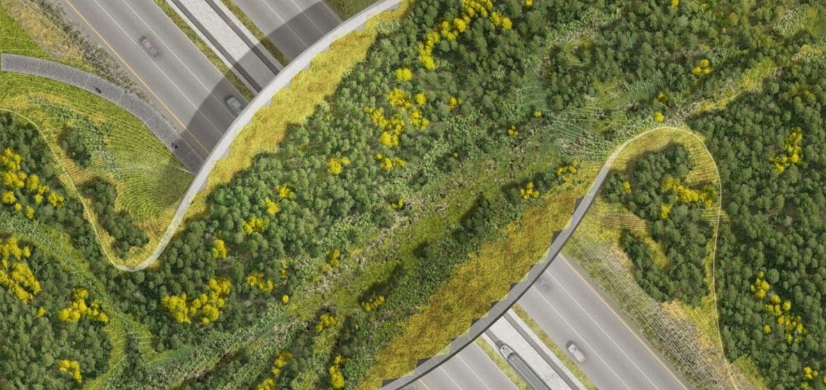 Wildlife overpass/bridge crossing