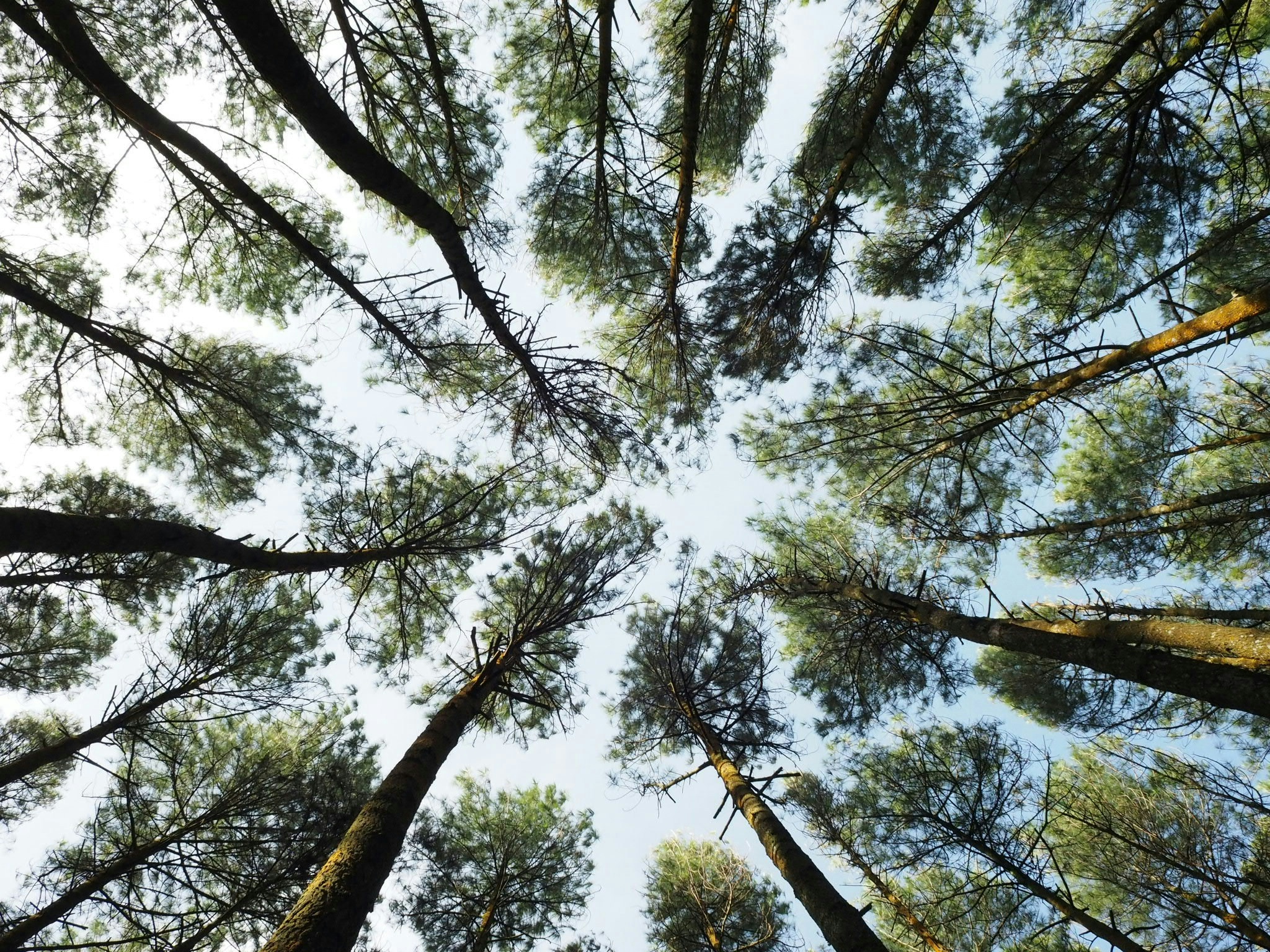 Tree canopy