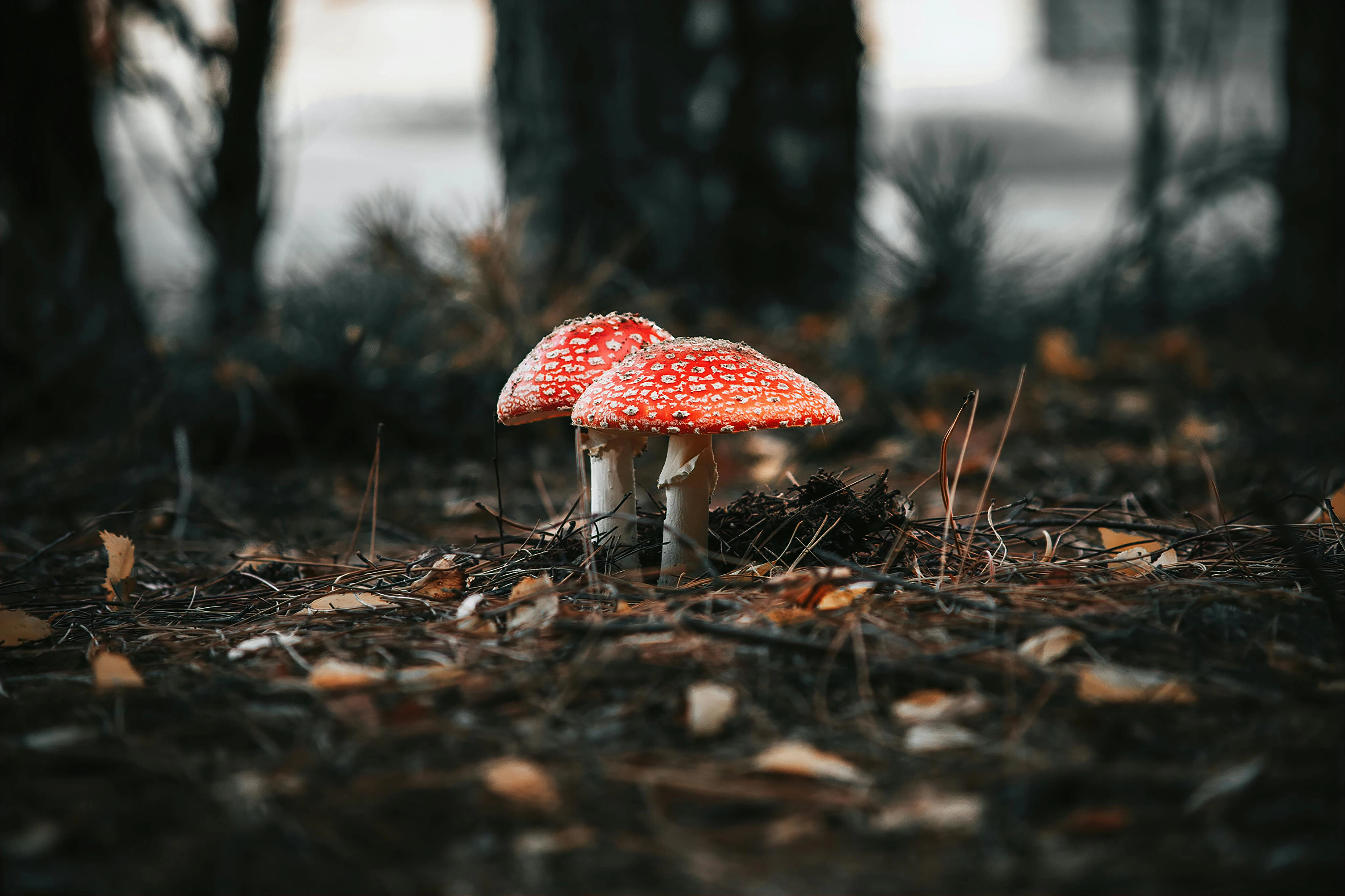 toadstools in a forest
