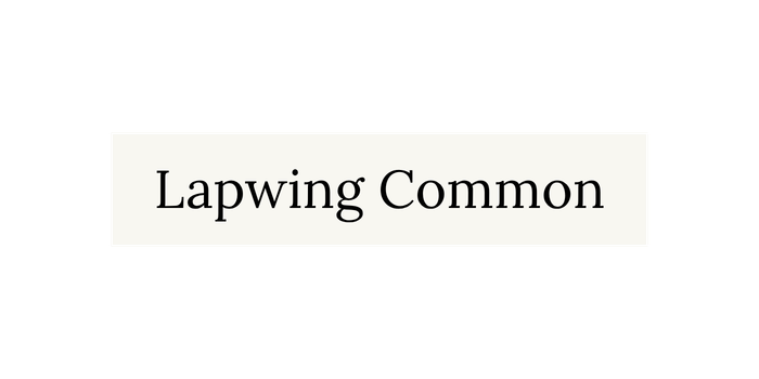 Lapwing Common