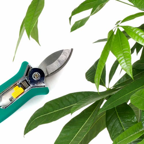 Pflege Pachira aquatica 