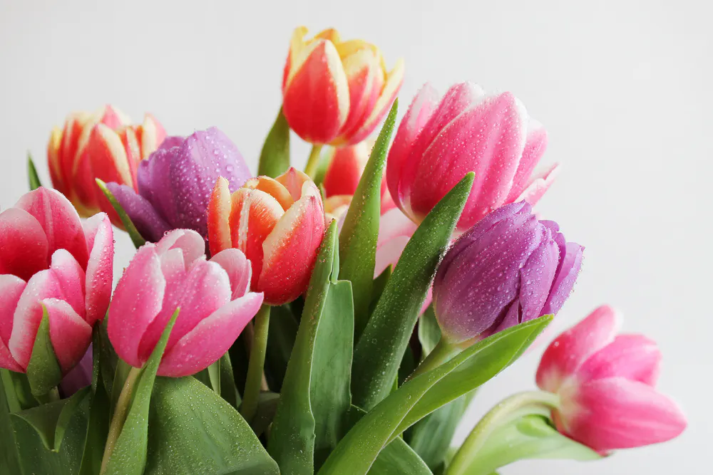 Blumen verschicken: Welche symbolische Bedeutung trägt die Tulpe? Bestellen Sie einen Tulpenstrauß für sich selbst oder als Geschenk und lassen Sie ihn von Regionsflorist liefern bild 2. 