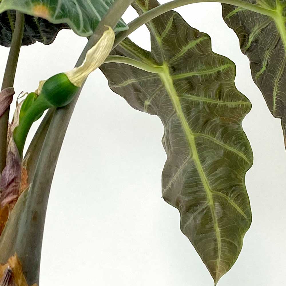 Blüht die Alocasia?