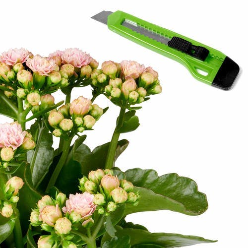 Kalanchoe Pflege