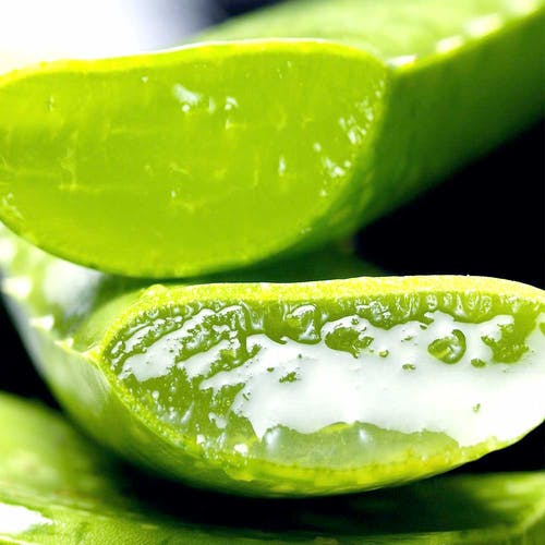 Ist die Aloe Vera Pflanze giftig?