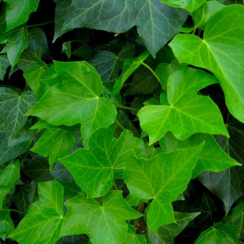 Hedera Merkmale