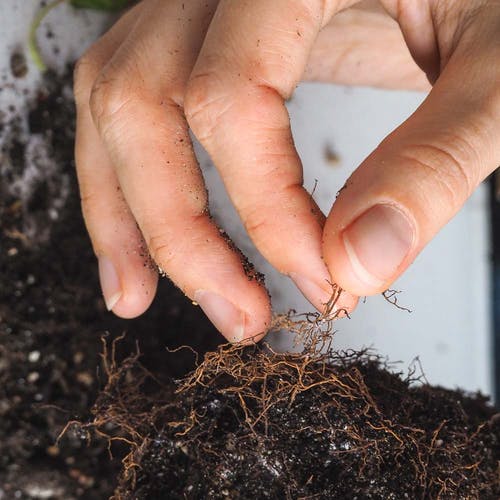 Kaktus Umtopfen/Umpflanzen