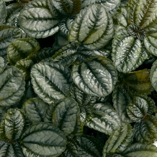 Unterarten der Pfannkuchenpflanze