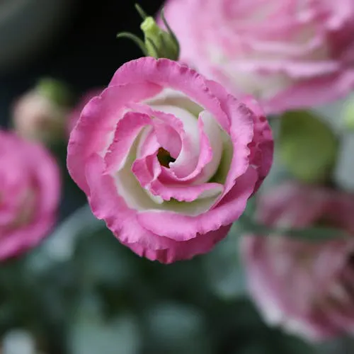 Lisianthus Eustoma Blüten in verschiedenen Farben als Schnittblume
