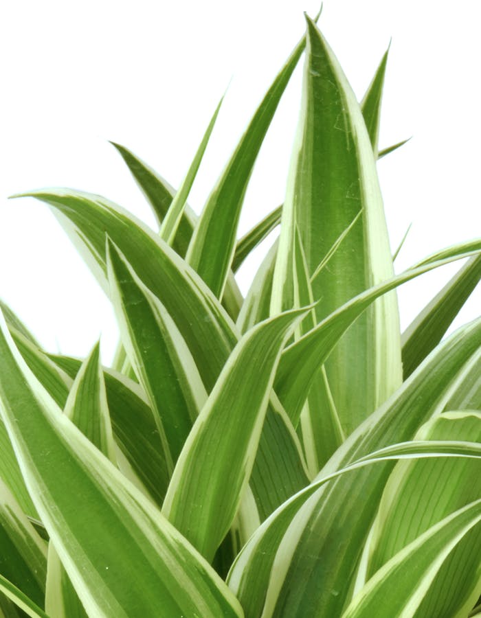 Chlorophytum - Ist die Pflanze giftig?