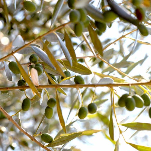 Was geschieht mit den Oliven?