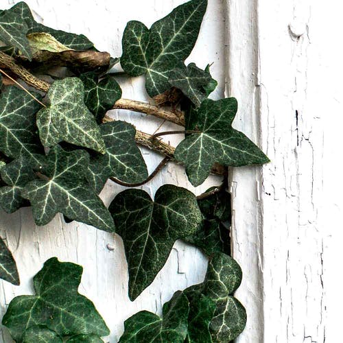 Hedera - Ist die Pflanze giftig?