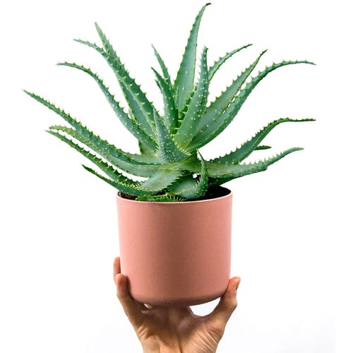 Aloe Vera Pflanze