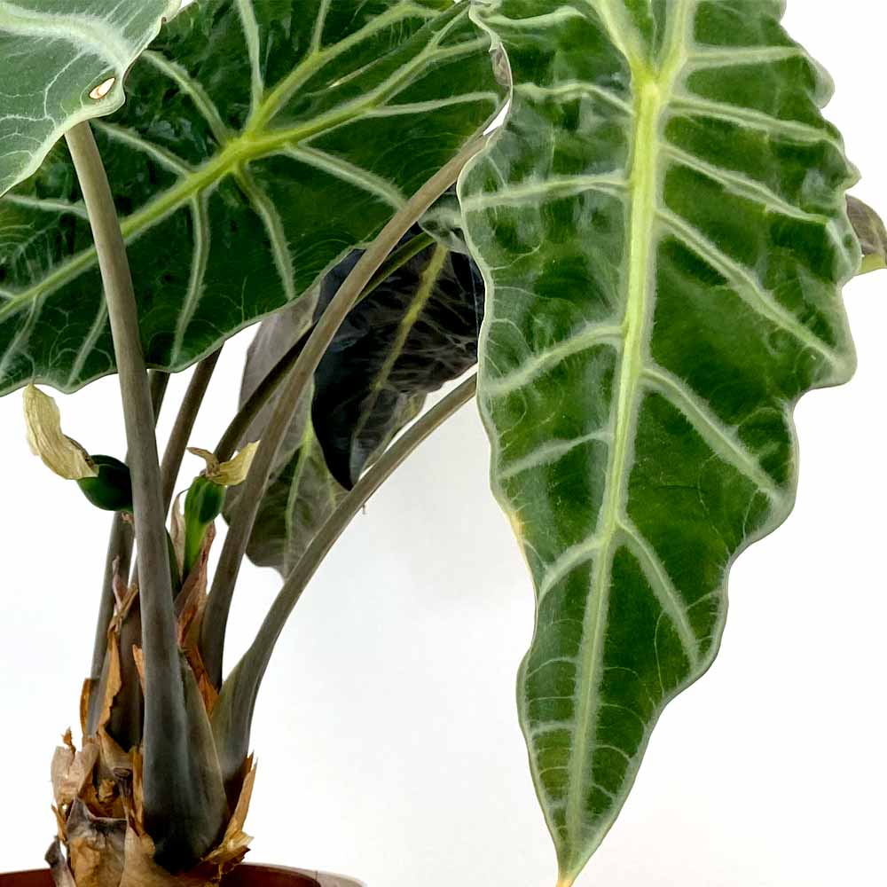 Schädlinge Alocasia 