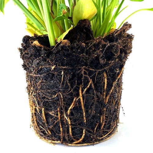 Umtopfen Flamingopflanze