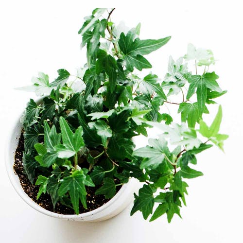 Hedera Standort und Licht und Wärme