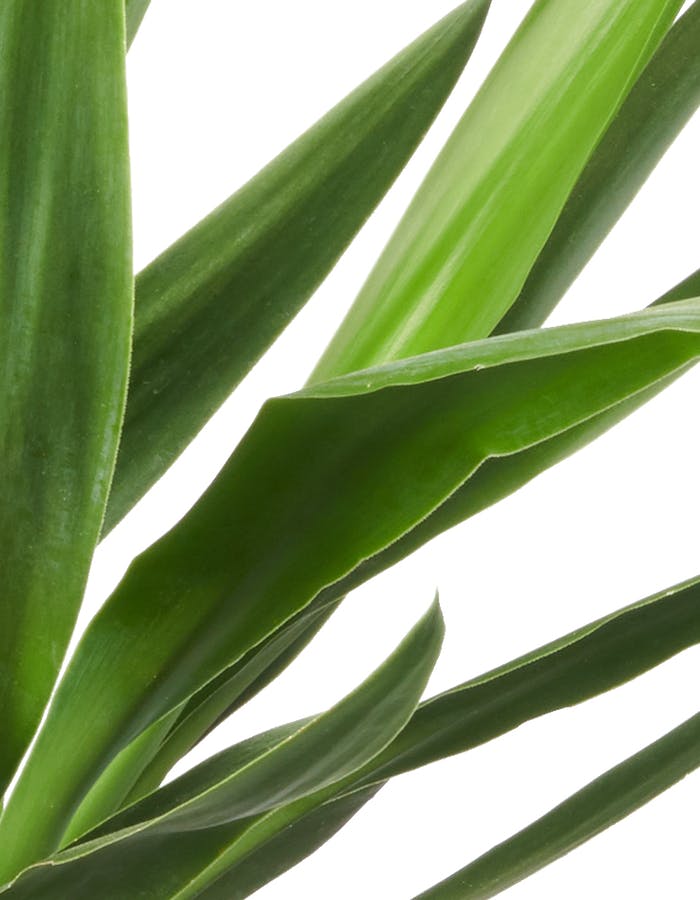 Yucca Standort: Licht und Temperatur