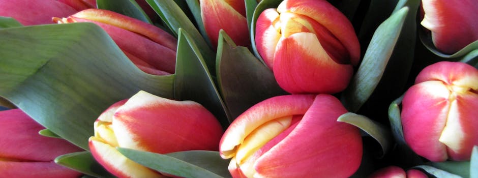 Blumen verschicken: Welche symbolische Bedeutung trägt die Tulpe? Bestellen Sie einen Tulpenstrauß für sich selbst oder als Geschenk und lassen Sie ihn von Regionsflorist liefern banner. 