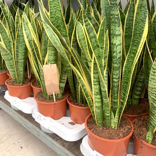 Krankheiten Sansevieria 