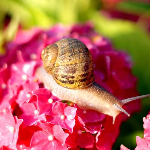 Schädlinge Die Hortensie 