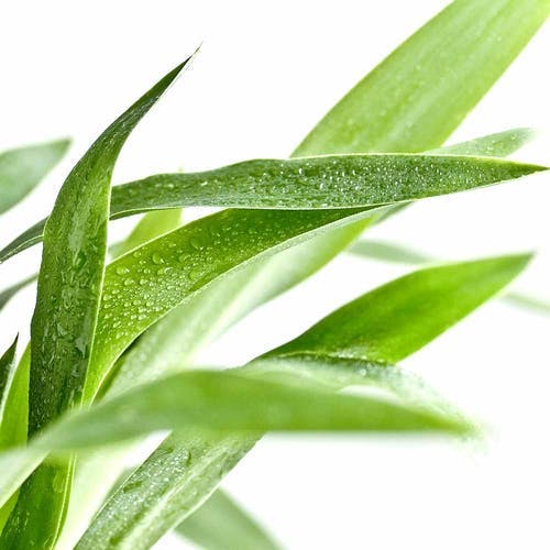 Ist die Yucca Pflanze giftig?