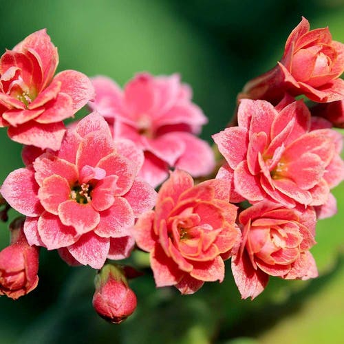 Kalanchoe Schädlinge