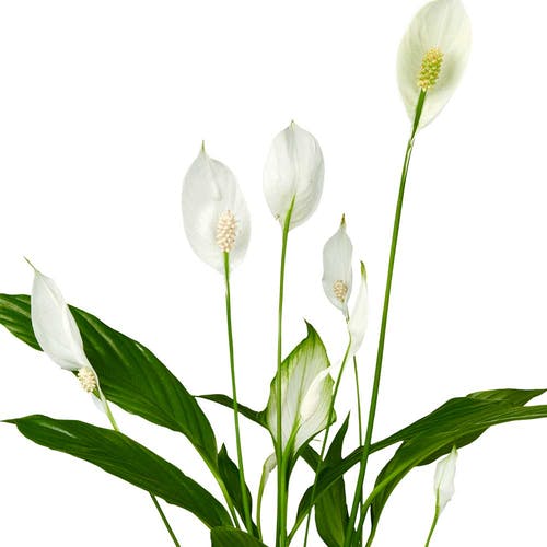 Eigenschaften Spathiphyllum
