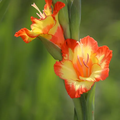 Gladiole erkennen – Merkmale der Blume