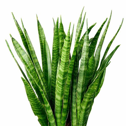 Standort/Licht und Wärme Sansevieria 