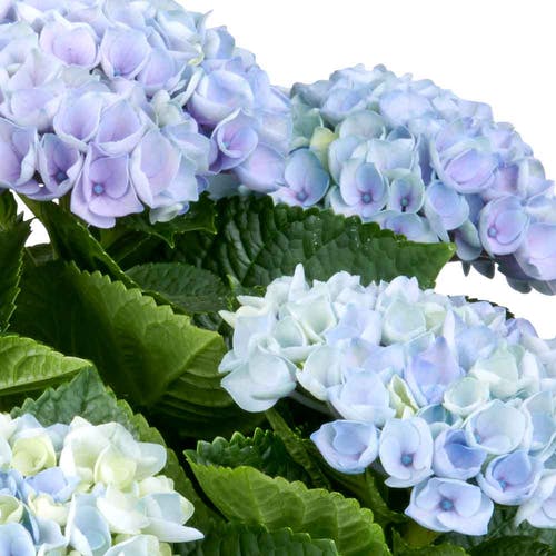 Die Hortensie Standort in Licht und Wärme