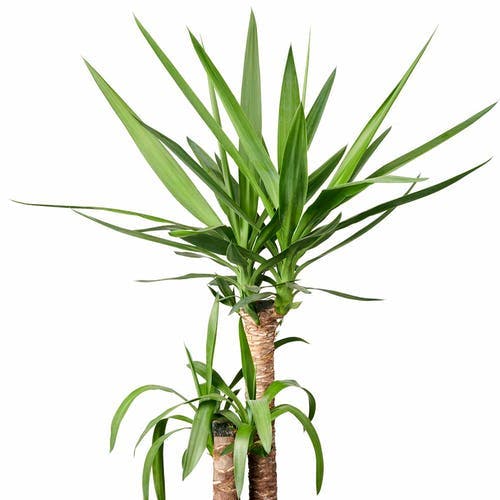 Unterarten der Yucca Pflanze