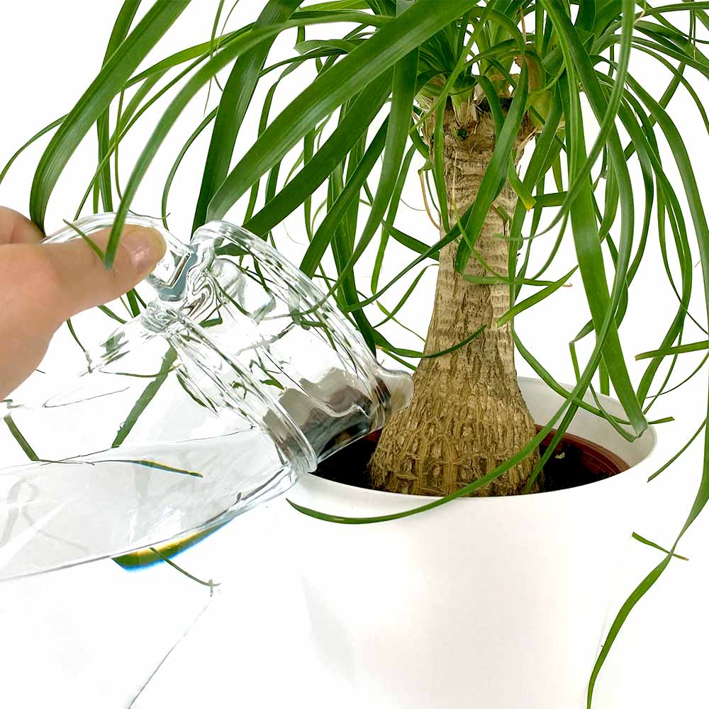 Gießen Elefantenfuß 