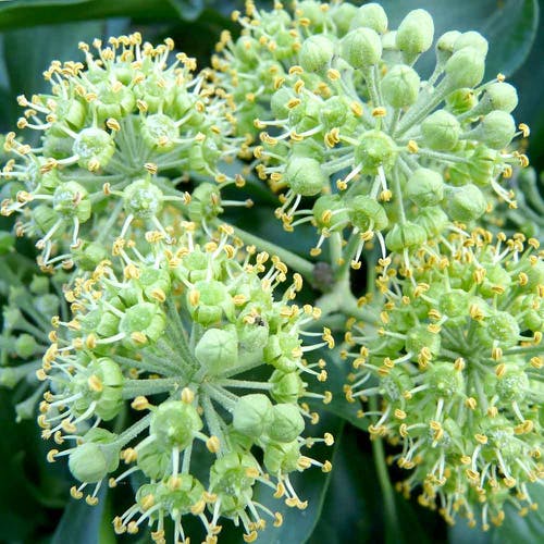 Hedera  - Blüht die Pflanze?