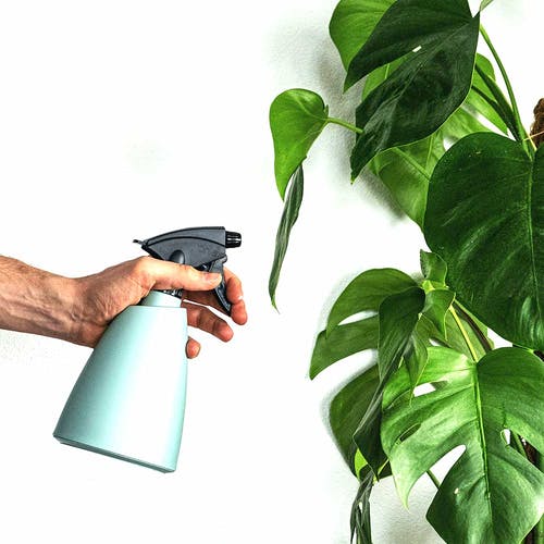 Monstera Bewässerung