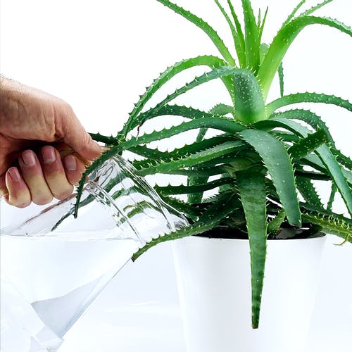 Bewässerung Aloe Vera Pflanze