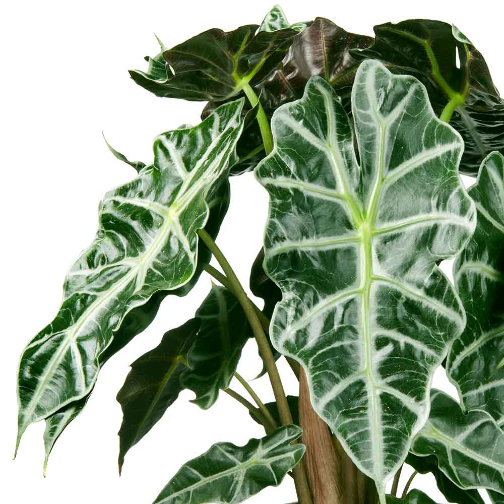 Unterarten der Alocasia