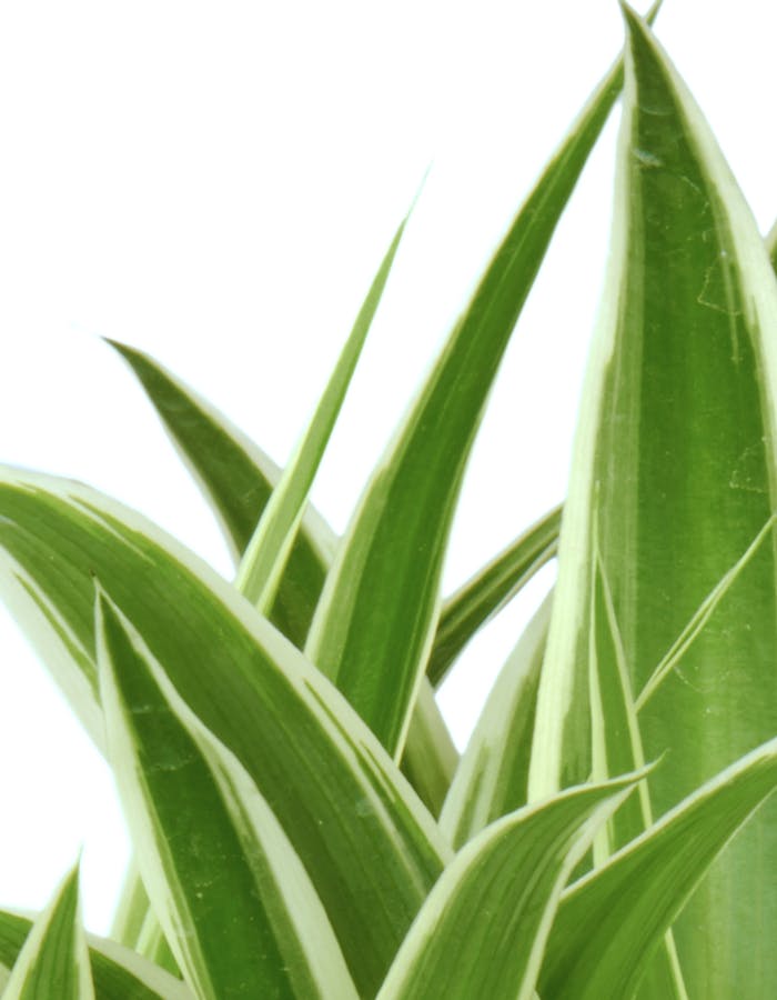 Chlorophytum Merkmale