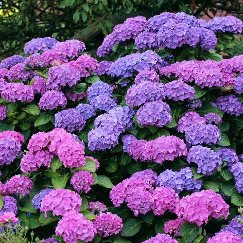 Unterarten der Hortensie