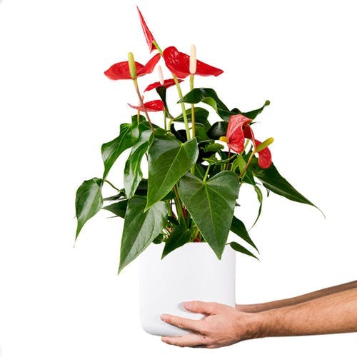 Anthurium 