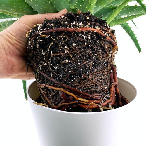 Umtopfen Aloe Vera Pflanze