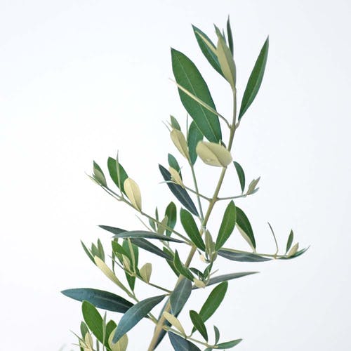 Eigenschaften Olivenbaum 