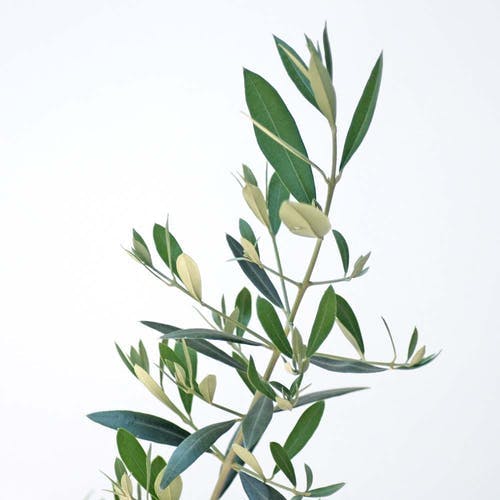 Eigenschaften Olivenbaum